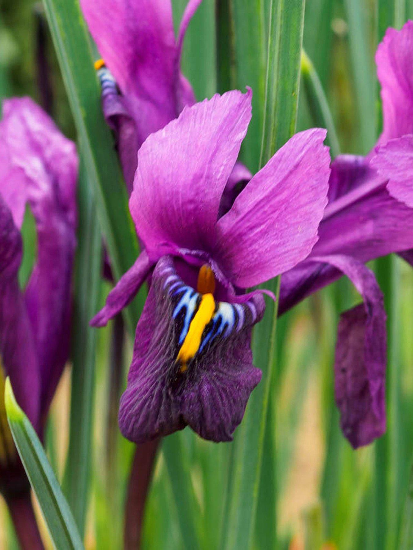 Image 1 of 3 of You Garden Iris reticulata Purple Hill - 25 bulbs