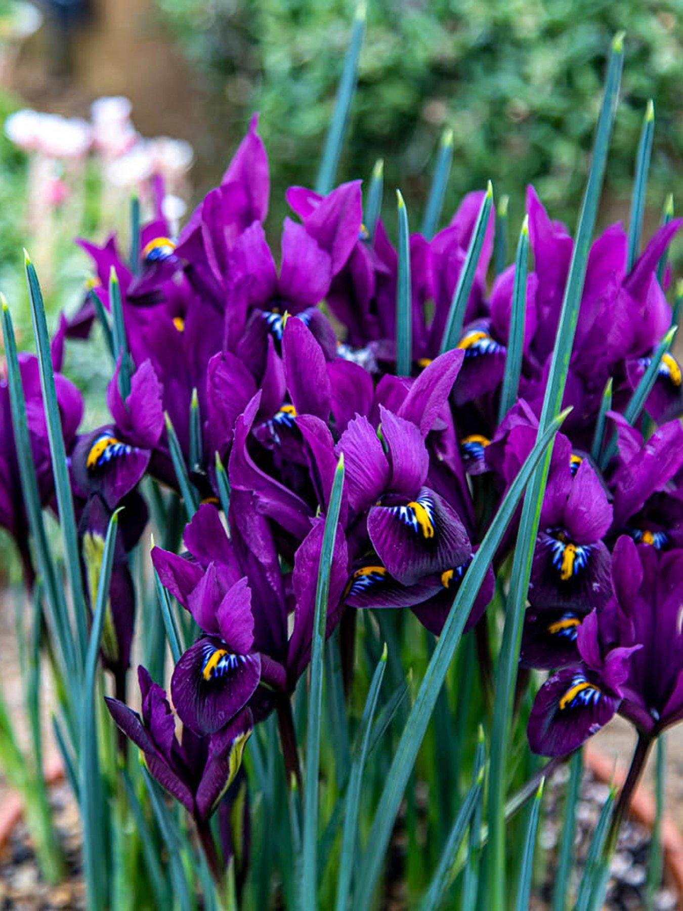 Image 2 of 3 of You Garden Iris reticulata Purple Hill - 25 bulbs