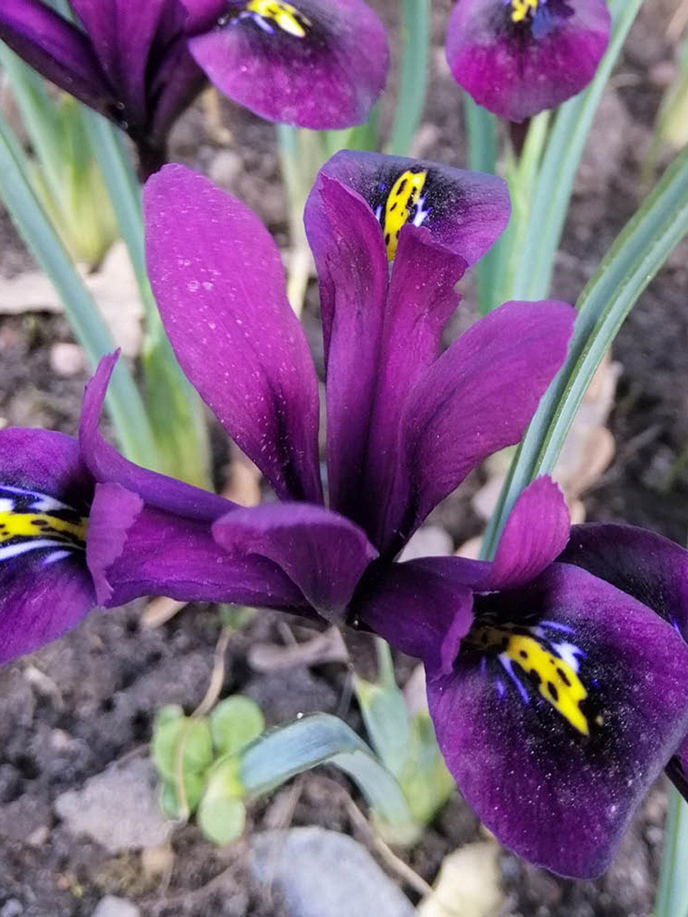Image 3 of 3 of You Garden Iris reticulata Purple Hill - 25 bulbs