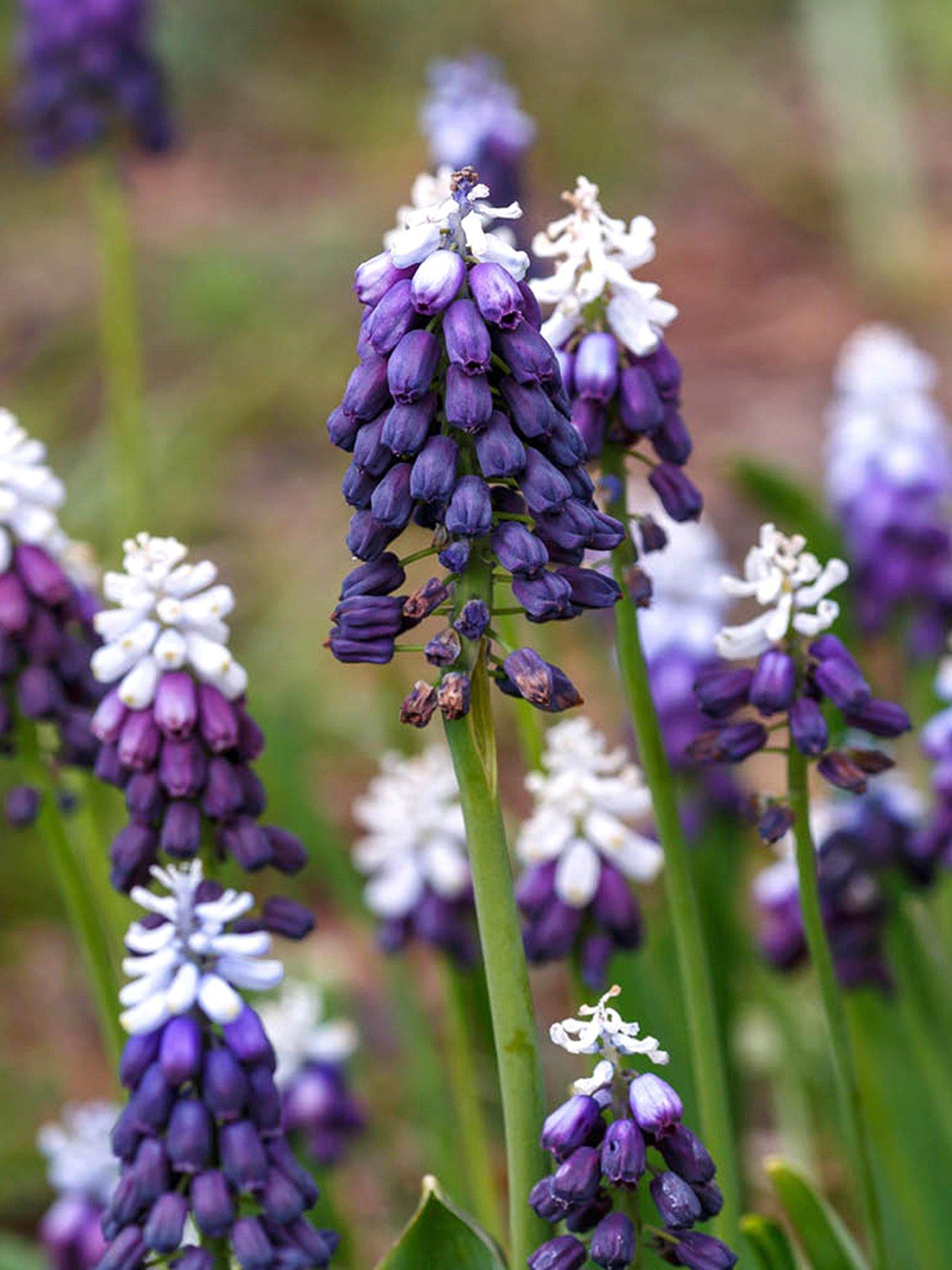 Image 1 of 3 of You Garden Muscari Grape Ice - 15 Bulbs