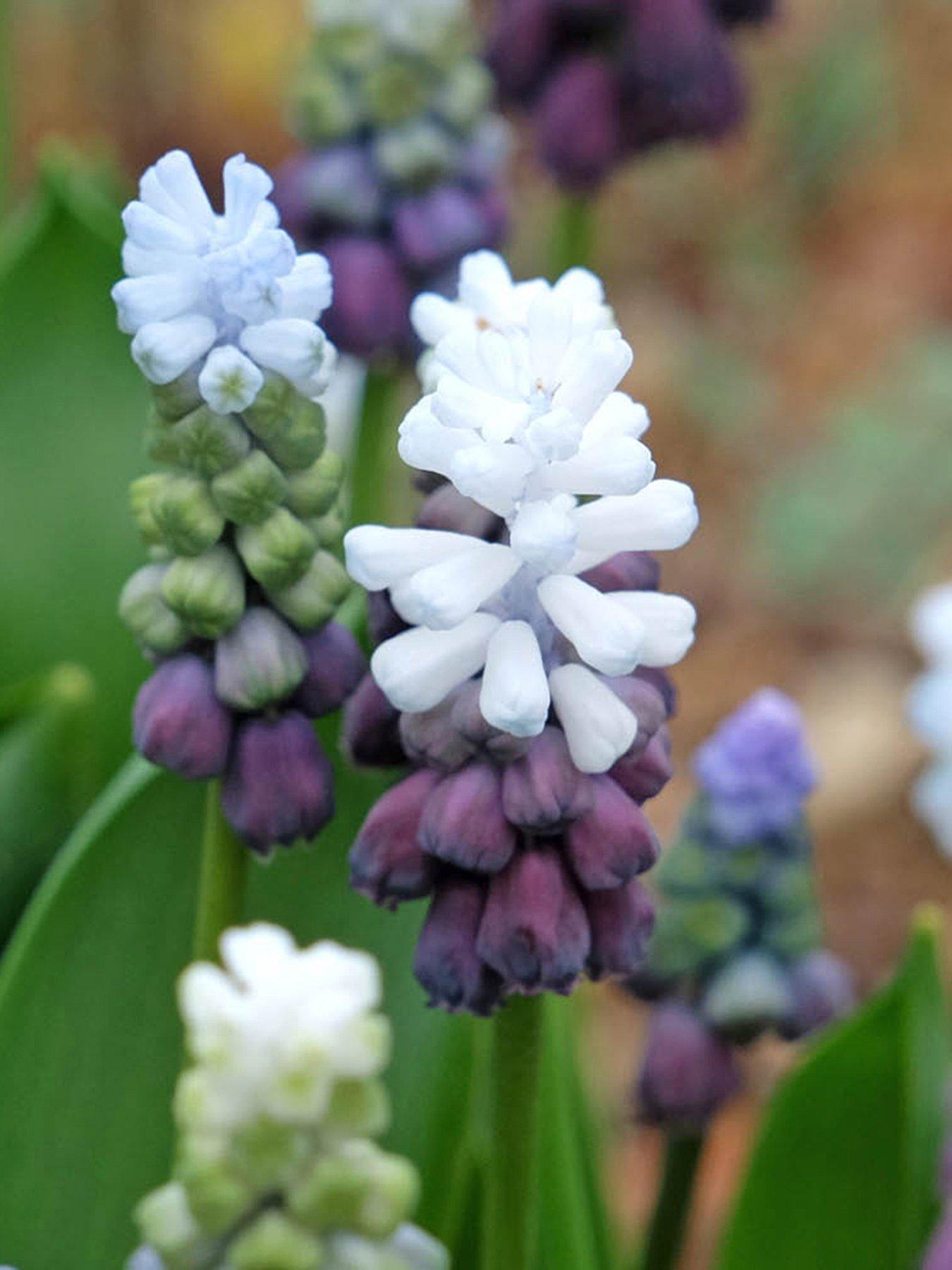 Image 2 of 3 of You Garden Muscari Grape Ice - 15 Bulbs