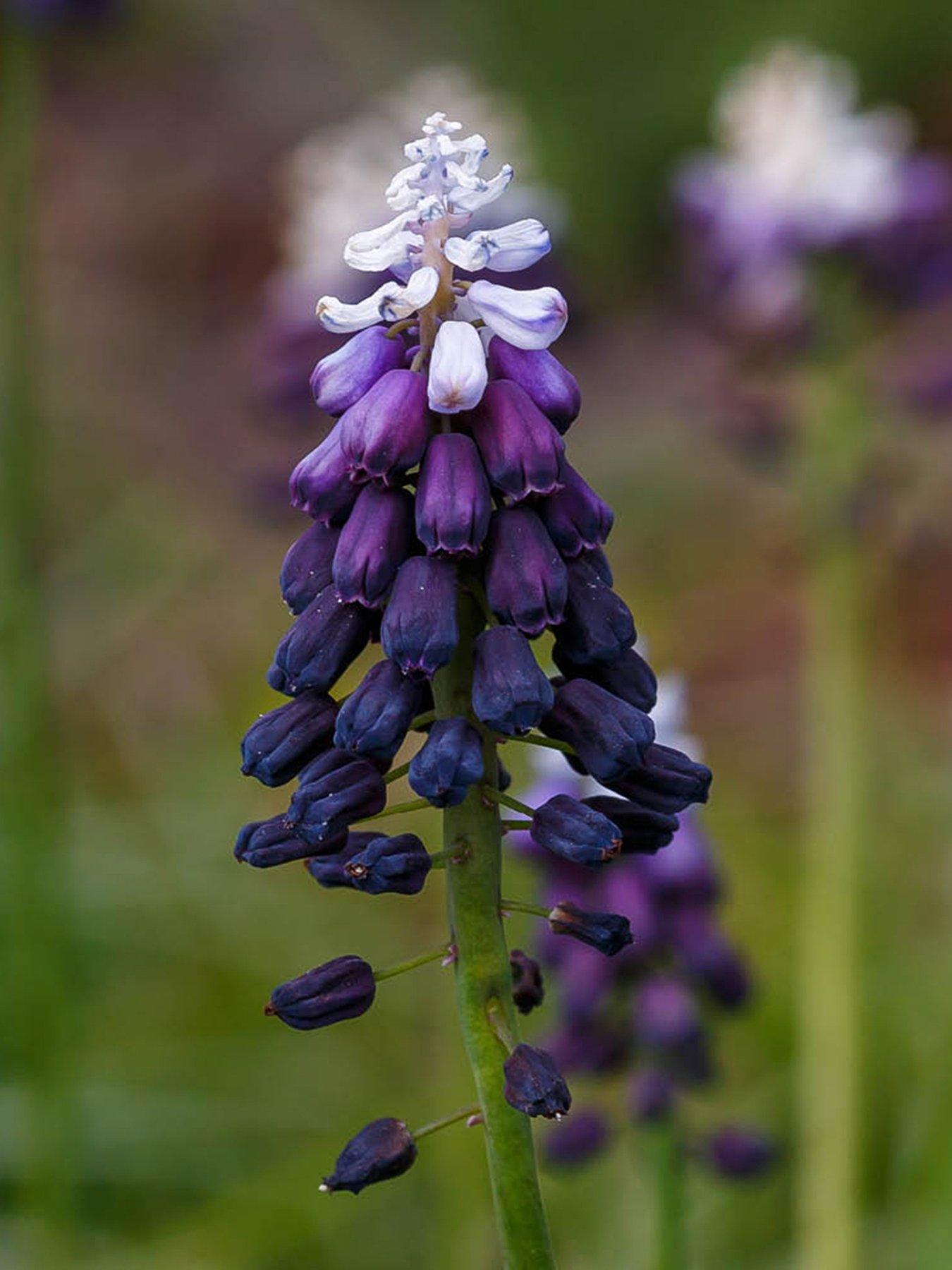 Image 3 of 3 of You Garden Muscari Grape Ice - 15 Bulbs