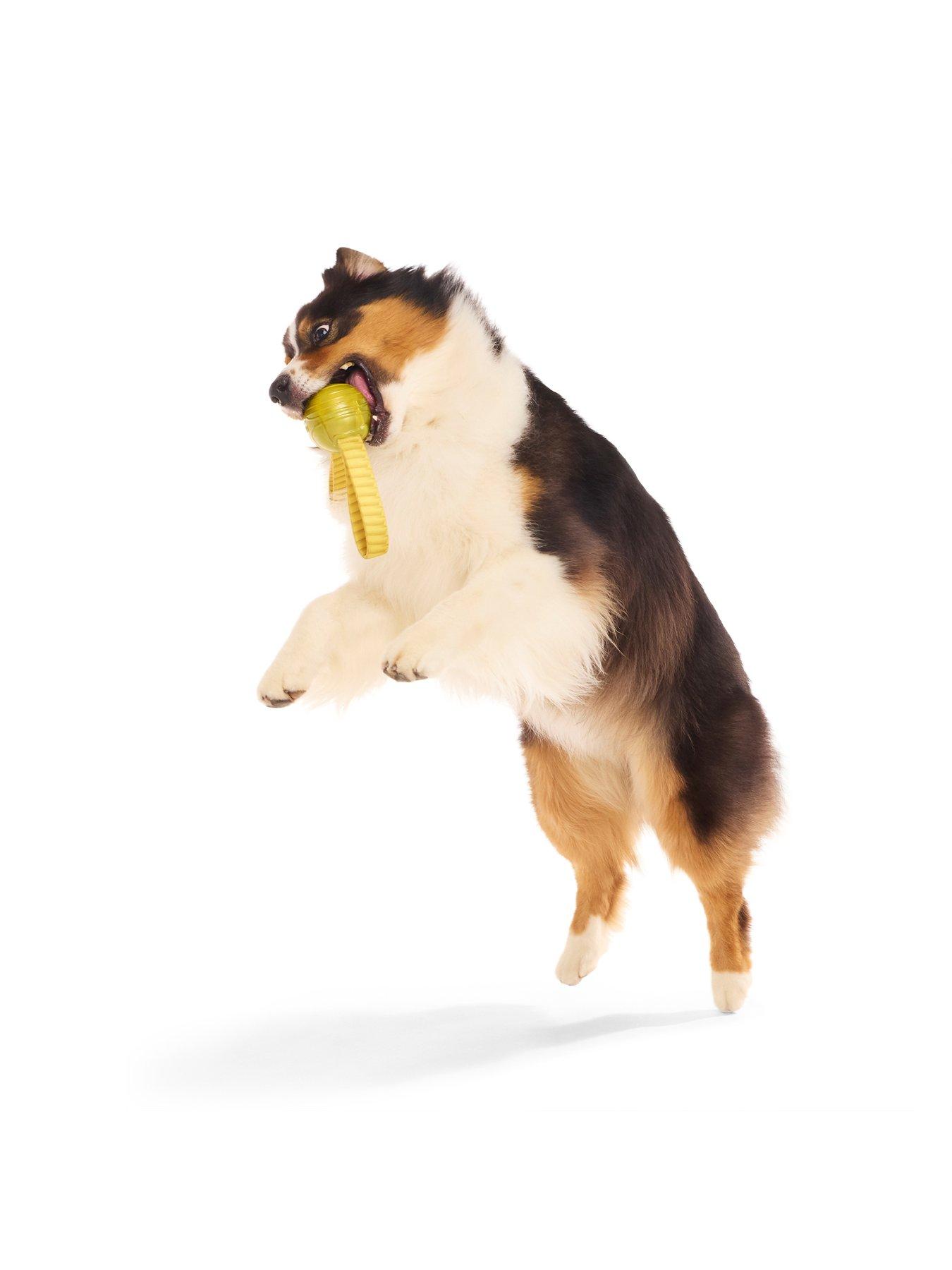 Image 5 of 6 of Bark Harry Potter The Golden Snitch