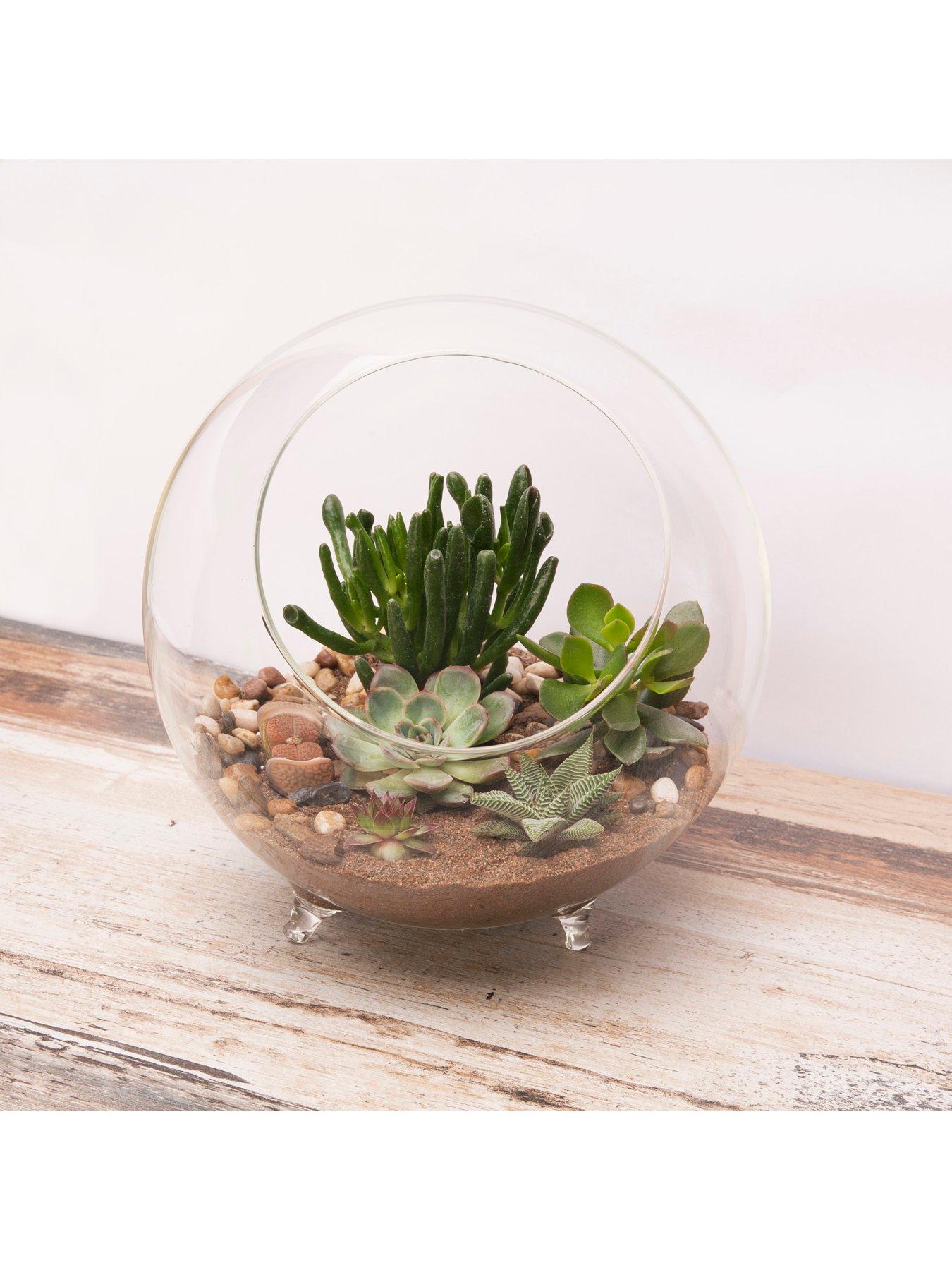 Image 1 of 3 of Panacea Large Glass Terrarium Sphere